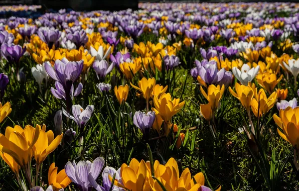 Лето, цветы, природа