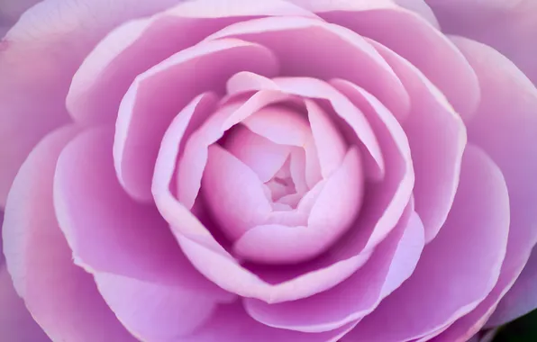 Картинка цветок, лепестки, розовые, камелия
