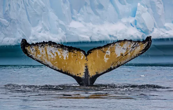 Хвост, Антарктика, горбатый кит, Cierva Cove