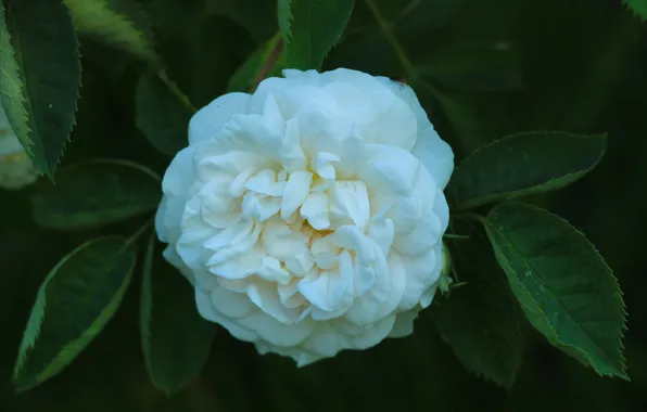 Rose, flower, blooming