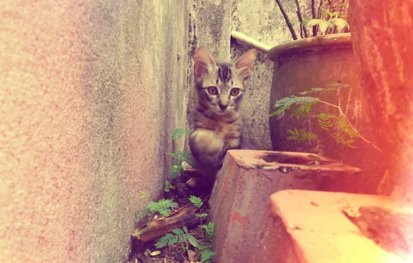 Двор, котёнок, клумба, полосатый, kitten, cat, animal, cute