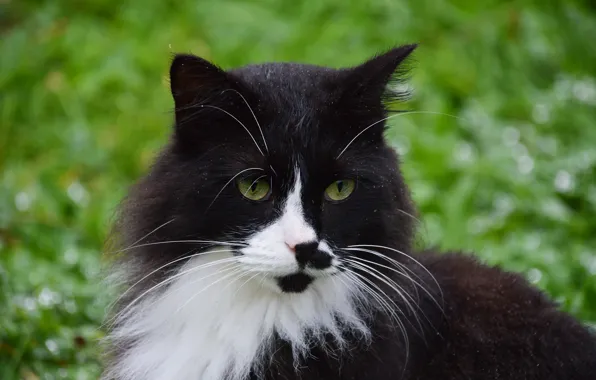 Кошка, кот, усы, взгляд, морда, природа, черно-белый, портрет
