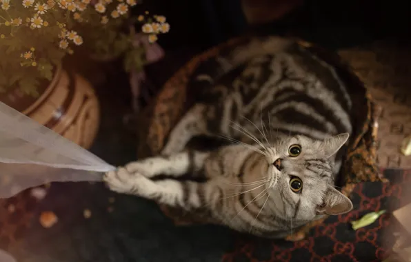Кошка, кот, взгляд, цветы, поза, ромашки, лапки, ткань