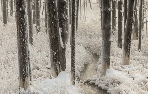 Картинка зима, снег, деревья, природа, ручей, растительность, мороз