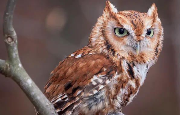 Картинка bird, animal, wildlife, screech owl screech owl, red eastern screech owl
