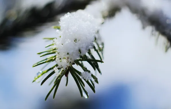Winter, snow, frost, twig