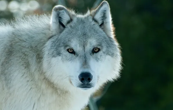 Nature, snow, predator, animal, wolf, wildlife, horizontal, Canis lupus