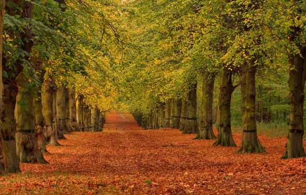 Дорога, осень, листья, деревья, парк, аллея
