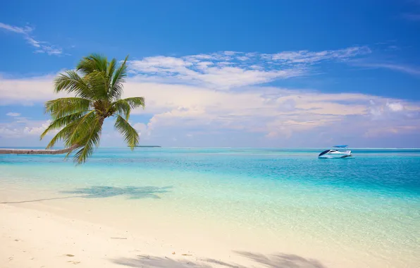 Пляж, пальма, океан, лодка, белый песок, fantastic Maldives
