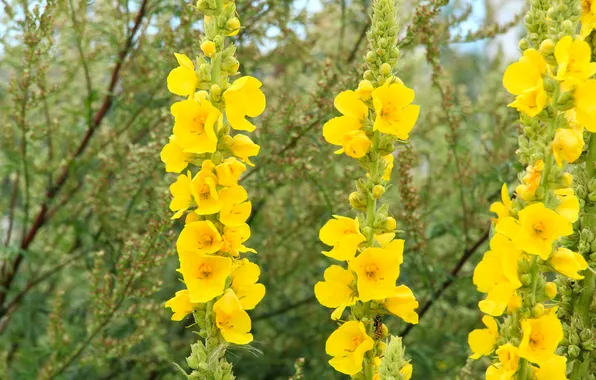 Flower, yellow, meadow
