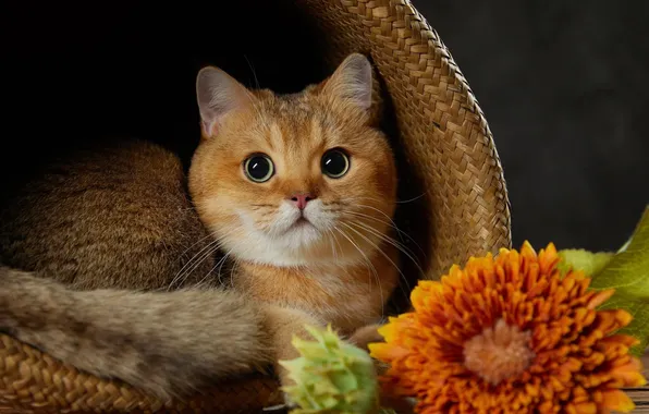 Кошка, цветок, кот, взгляд, поза, котенок, портрет, шляпа