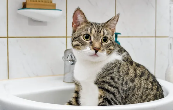 Кошка, кот, взгляд, морда, поза, плитка, кран, раковина