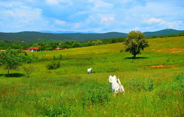 Поле, Трава, Деревья, Nature, Grass, Spring, Village, Field