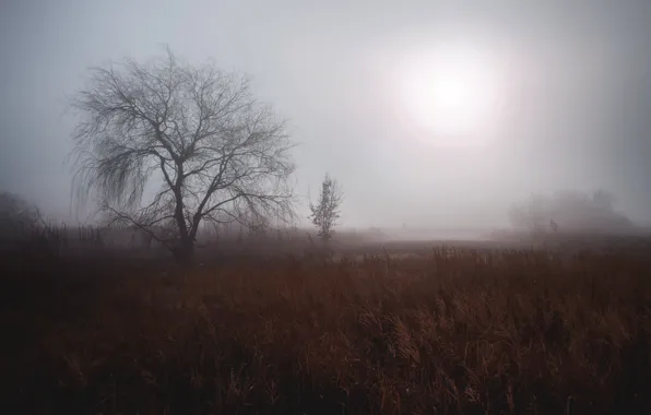 Картинка осень, туман, дерево