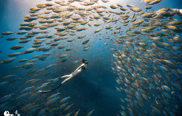Картинка море, девушка, рыбы, океан, под водой