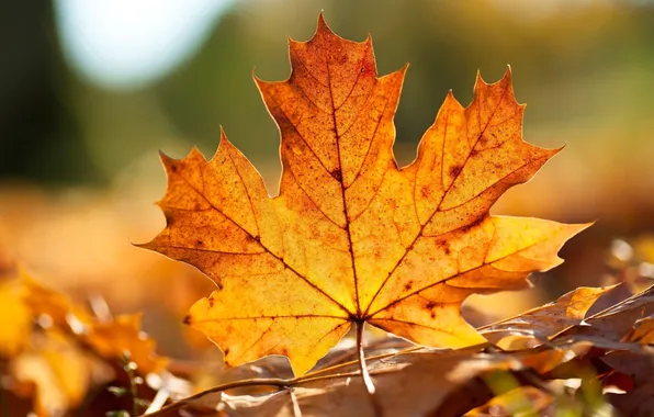 Картинка осень, желтый, лист, клен