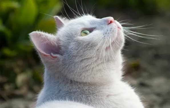 Белый, кот, природа, вверх, размытость, смотрит