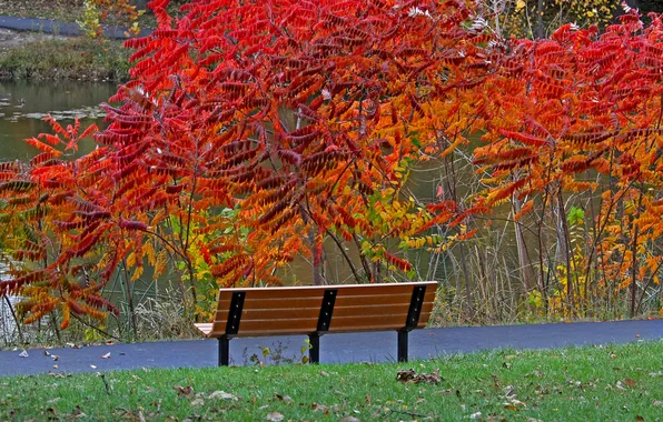 Картинка осень, листья, деревья, пруд, парк, дорожка, скамья