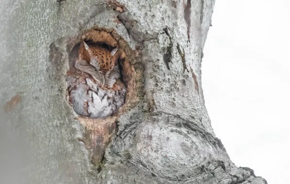 Картинка деревья, Eastern Screech Owl, птица