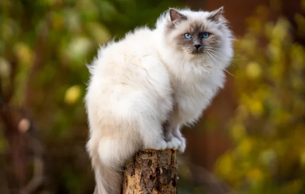 Осень, кошка, кот, взгляд, природа, пень, столб, голубые глаза