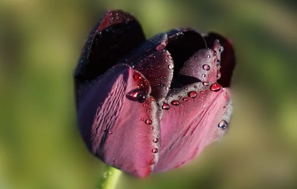 Dark, flower, tulips, blooming