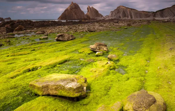 Море, зелень, поле, облака, водоросли, горы, камни, скалы