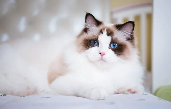 Кошка, кот, взгляд, поза, мордашка