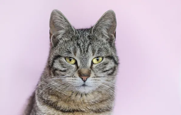 Картинка кот, серый, фон, портрет, полосатый
