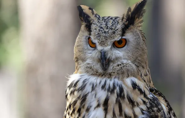 Bird, predator, owl