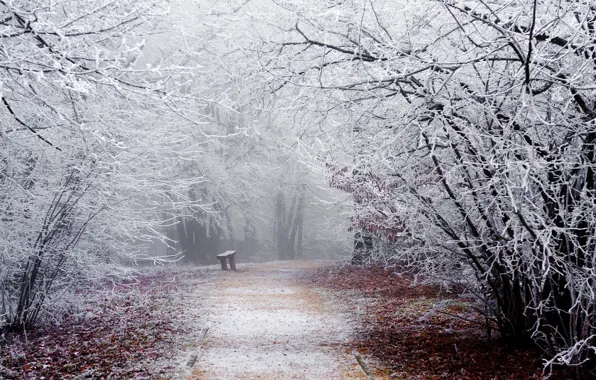 Картинка зима, иней, дорога, снег, деревья, скамейка, ветки, природа
