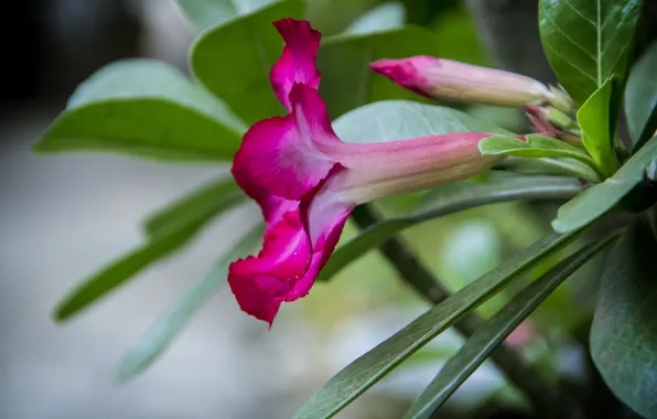 Rose, macro, petals, bud, thanujan, thanujan thanabalasingam, thanujan_t, thanujan13