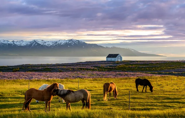 Картинка поле, конь, утро, sunset, North of Iceland