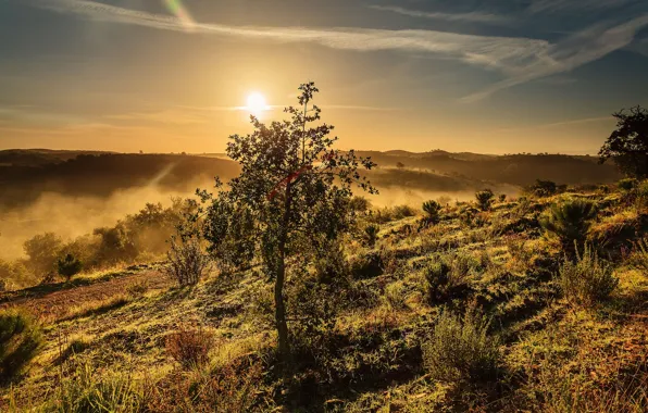 Картинка пейзаж, закат, дерево