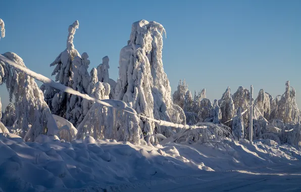 Зимний лес, деревья в снегу, снежный лес