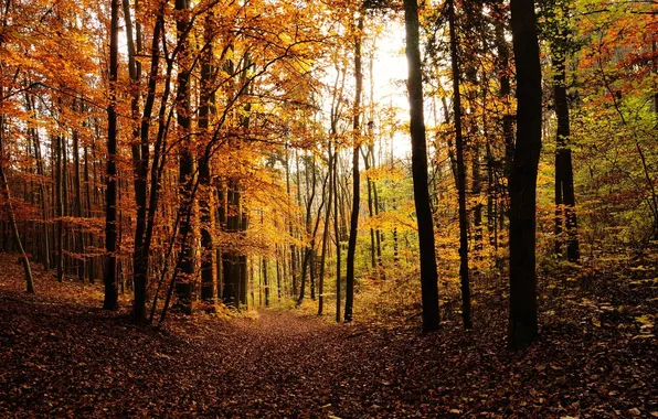 Картинка осень, лес, листья, деревья, дерево, листва, октябрь, листопад