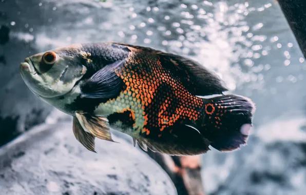 Картинка animal, Brown, Silver, animal photography, and Black Oscar Fish