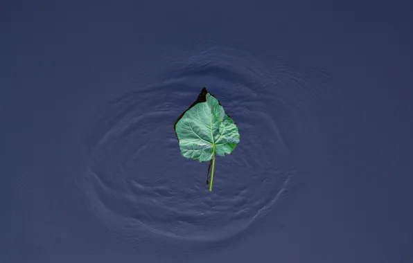 Вода, природа, лист