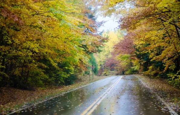 Дорога, осень, лес, деревья, туман, дождь, forest, Nature