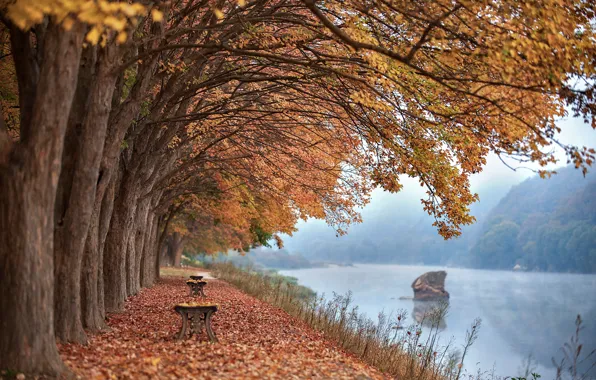 Картинка осень, деревья, скамейка, река