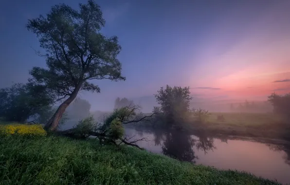 Картинка пейзаж, природа, туман, река, дерево, рассвет, утро, травы