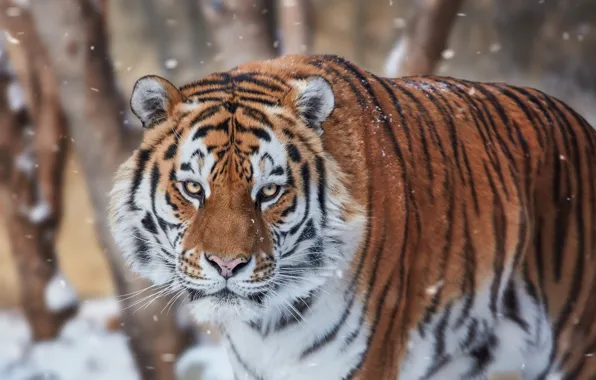 Взгляд, морда, снег, тигр, дикая кошка