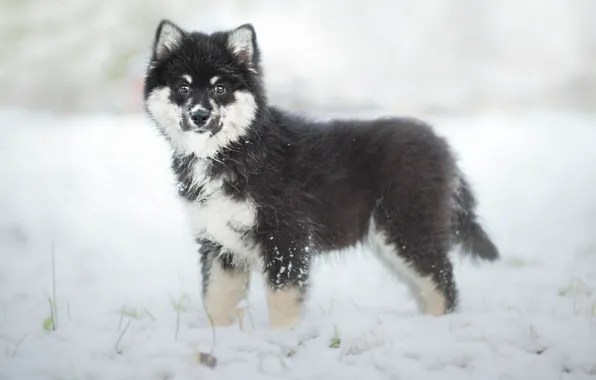 Зима, собака, щенок, финская лопарская лайка, Финский лаппхунд