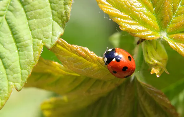 Insect, ladybird, leag
