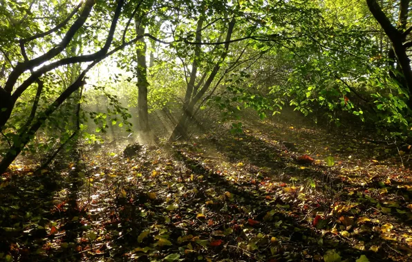 Лес, лучи, листва, Осень, forest, листопад, autumn, leaves