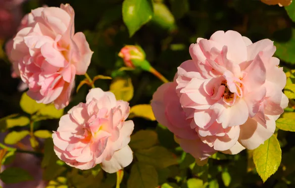 Flower, garden, roses