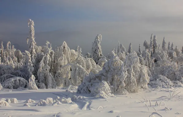 Зима, иней, снег, деревья