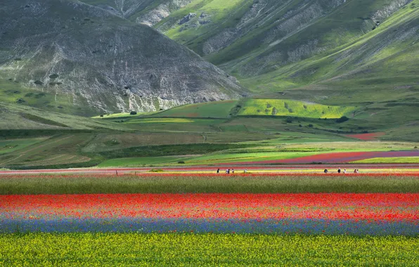 Картинка поле, цветы, горы, природа, маки, луг, Италия