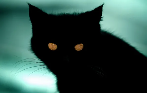 Картинка кошка, взгляд, кот, фон, черный