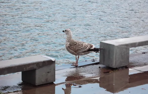 Вода, Осень, Птица, Погода