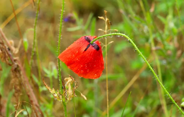 Red, flower, poppy